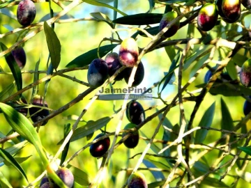 Terreno Agricola ou Rústico para Venda em Alfandega da Fe