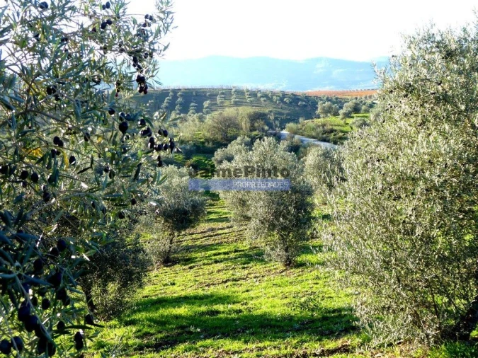Terreno Agricola ou Rústico para Venda em Alfandega da Fe Foto 3