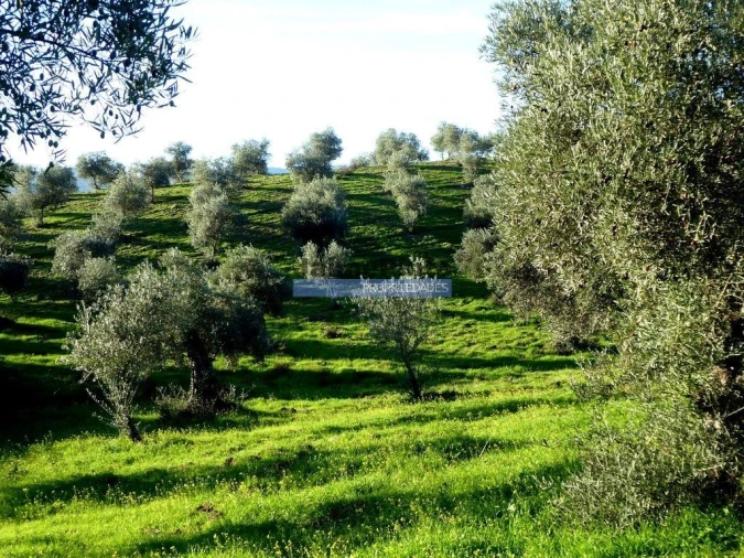 Terreno Agricola ou Rústico para Venda em Alfandega da Fe Foto 6