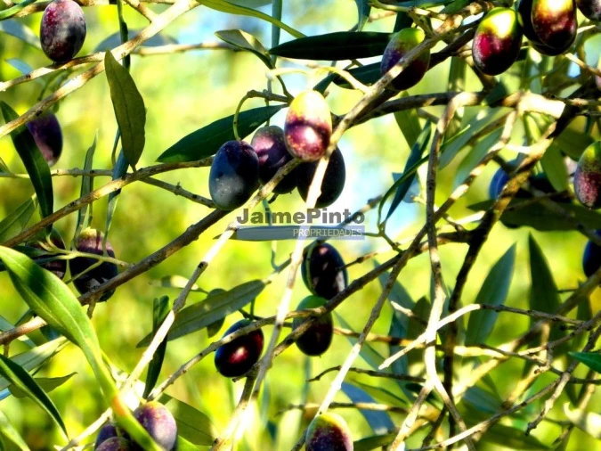 Terreno Agricola ou Rústico para Venda em Alfandega da Fe Foto 9