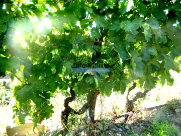 Quinta T0 para Venda em Pinhão