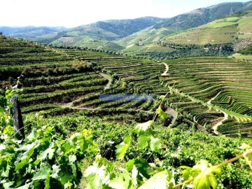 Quinta T0 para Venda em Pinhão