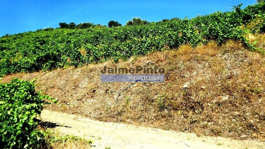 Quinta T0 para Venda em Pinhão