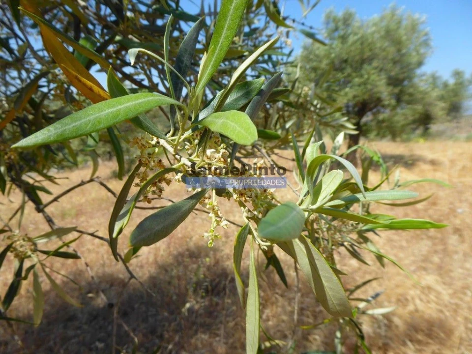 Terreno Agricola ou Rústico para Venda em Escalhão Foto 2