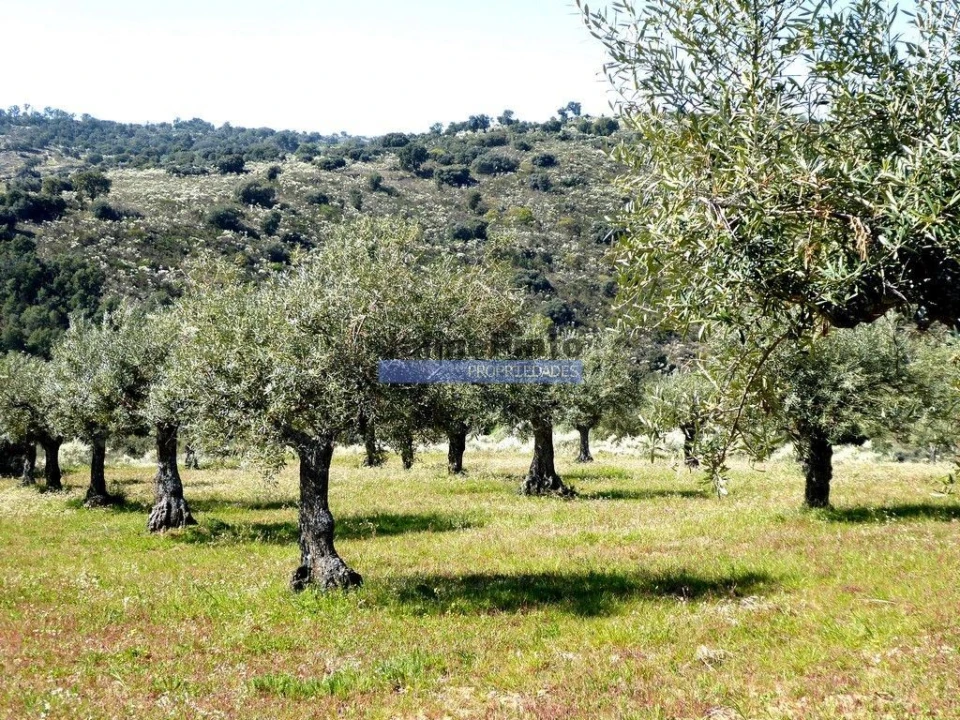 Terreno Agricola ou Rústico para Venda em Escalhão Foto 4