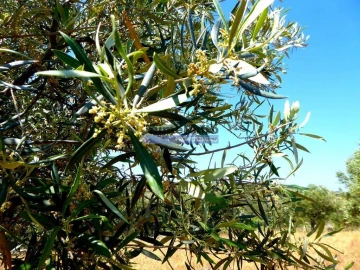Terreno Agricola ou Rústico para Venda em Escalhão
