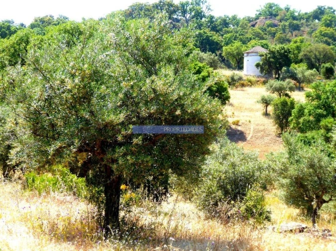 Terreno Agricola ou Rústico para Venda em Escalhão Foto 3