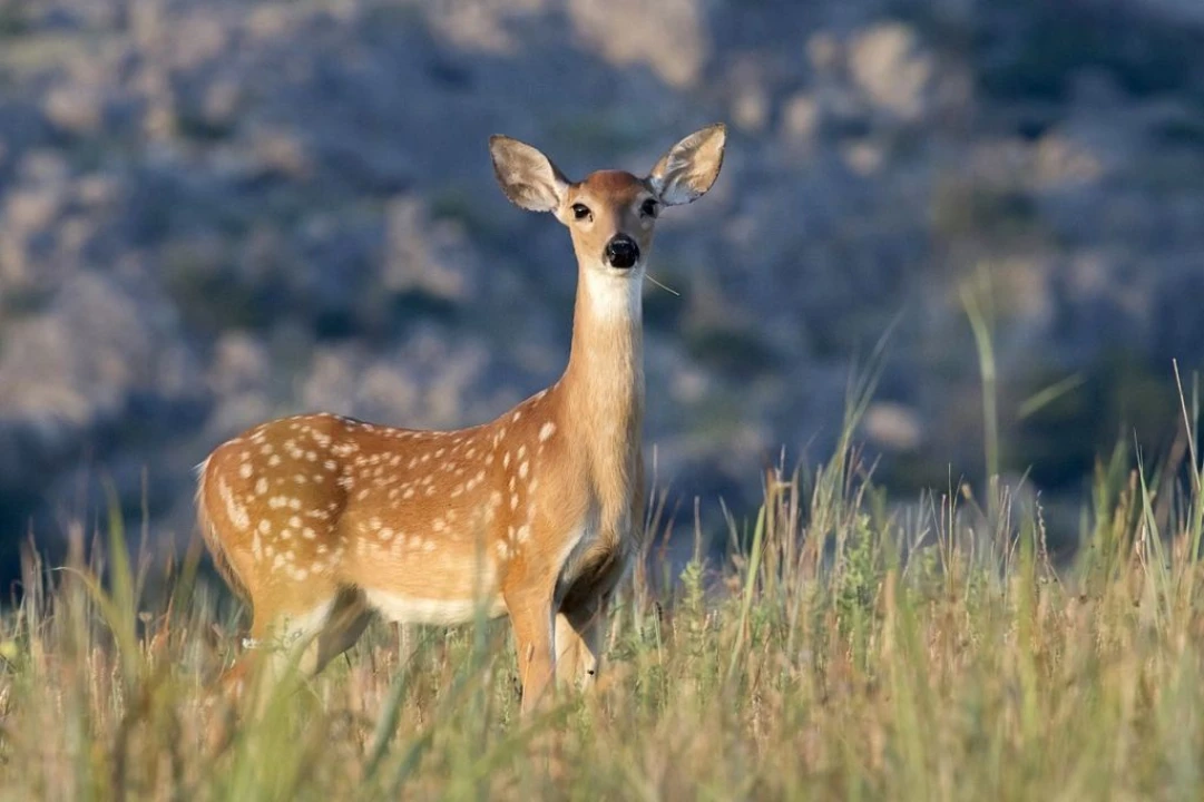 Quinta para Venda em Beja (Salvador e Santa Maria da Feira) Foto 1