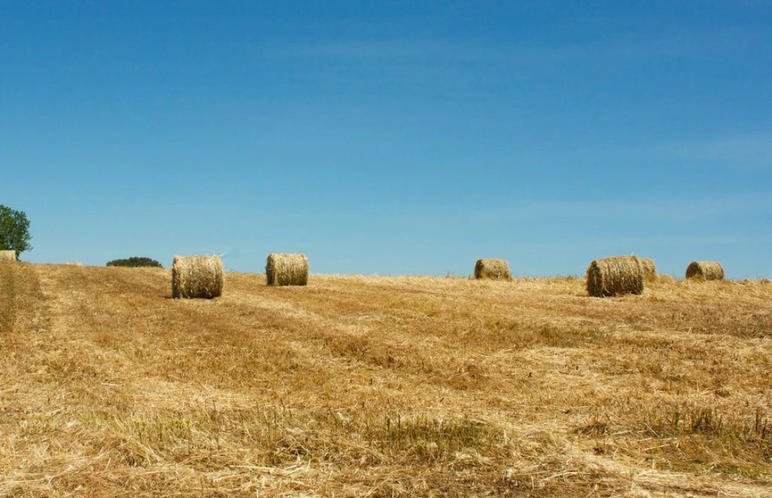 Quinta para Venda em Beja (Salvador e Santa Maria da Feira) Foto 3