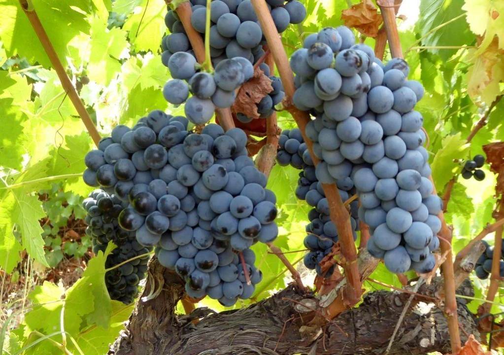 Quinta para Venda em Beja (Salvador e Santa Maria da Feira) Foto 6