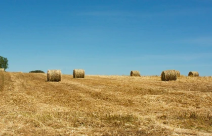 Quinta para Venda em Beja (Salvador e Santa Maria da Feira)