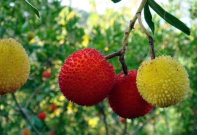 Quinta para Venda em Beja (Salvador e Santa Maria da Feira)