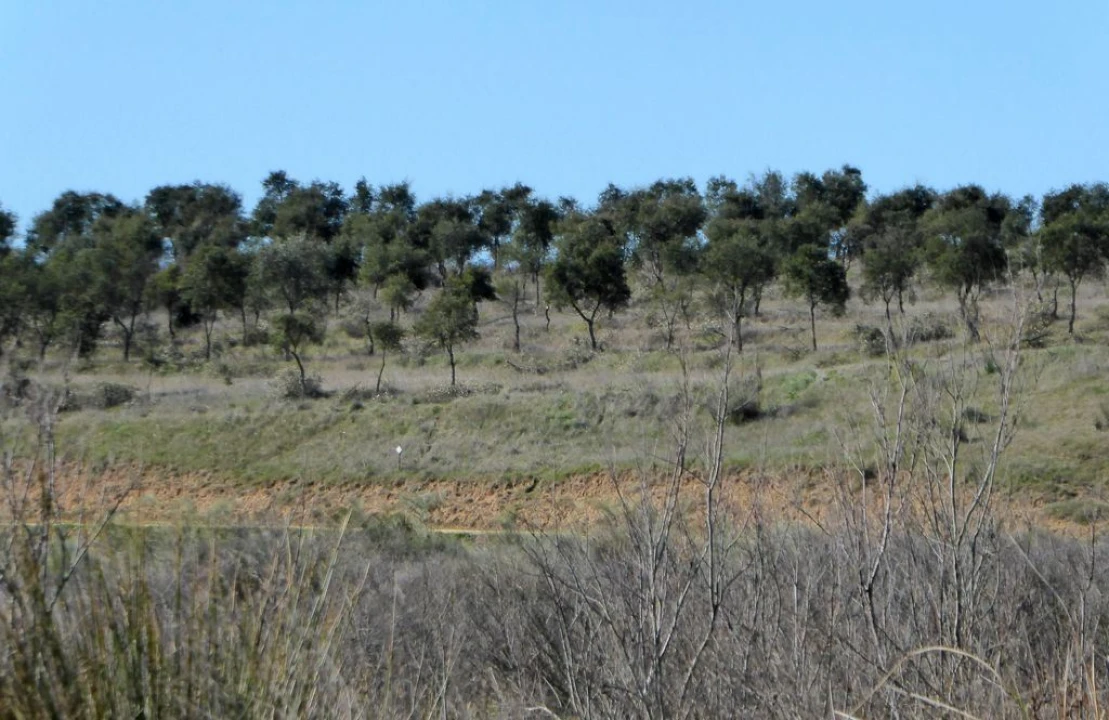 Terreno Agricola ou Rústico para Venda em Baleizão Foto 6