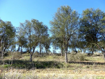 Terreno Agricola ou Rústico para Venda em Baleizão