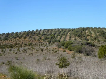 Terreno Agricola ou Rústico para Venda em Baleizão