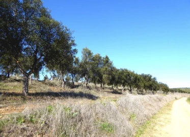 Terreno Agricola ou Rústico para Venda em Baleizão