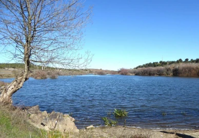 Terreno Agricola ou Rústico para Venda em Baleizão