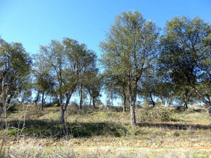 Terreno Agricola ou Rústico para Venda em Baleizão Foto 2