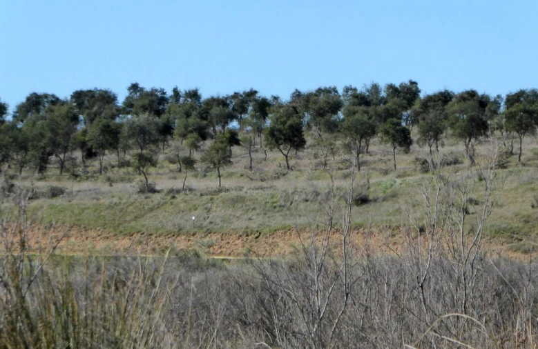Terreno Agricola ou Rústico para Venda em Baleizão Foto 6