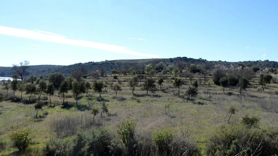 Terreno Agricola ou Rústico para Venda em Baleizão