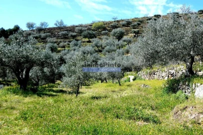 Terreno Agricola ou Rústico para Venda em Pombal