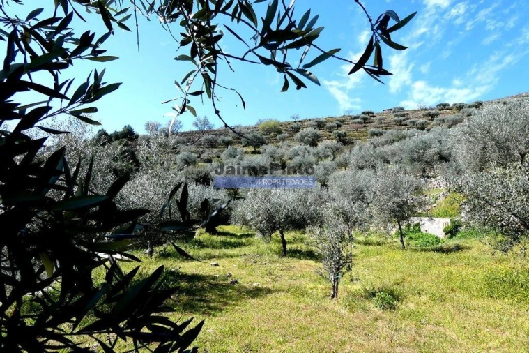 Terreno Agricola ou Rústico para Venda em Pombal Foto 5