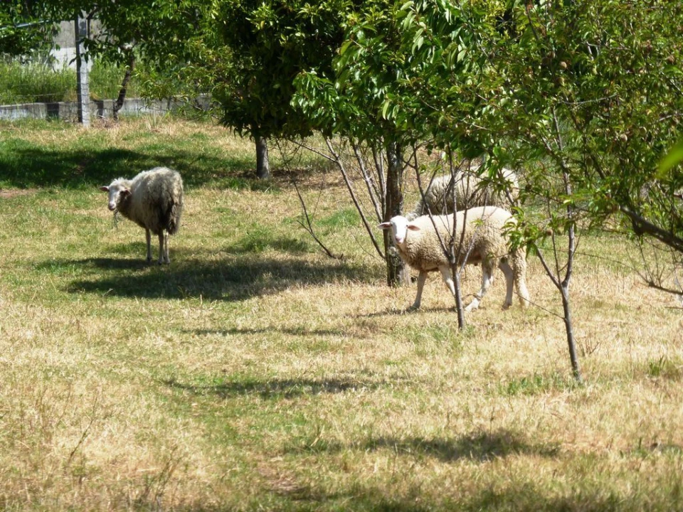 Moradia T5 para Venda em Soalhães Foto 5