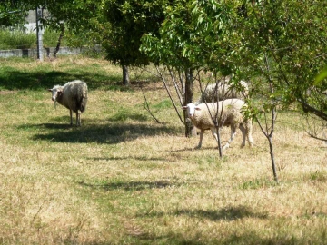 Moradia T5 para Venda em Soalhães