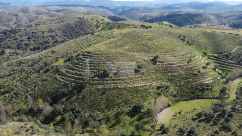 Quinta para Venda em Alfandega da Fe