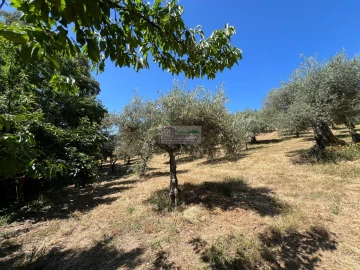 Quinta para Venda em Agrobom, Saldonha e Vale Pereiro