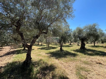 Quinta para Venda em Agrobom, Saldonha e Vale Pereiro