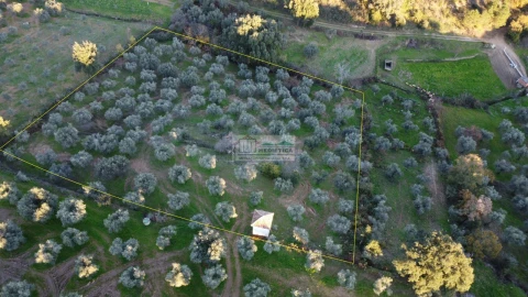 Quinta para Venda em Agrobom, Saldonha e Vale Pereiro