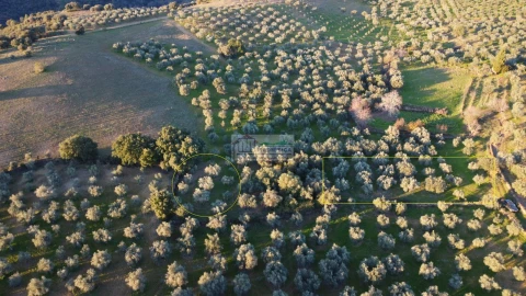 Quinta para Venda em Agrobom, Saldonha e Vale Pereiro