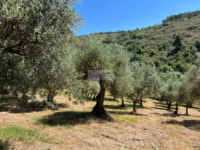 Quinta para Venda em Agrobom, Saldonha e Vale Pereiro Foto 12