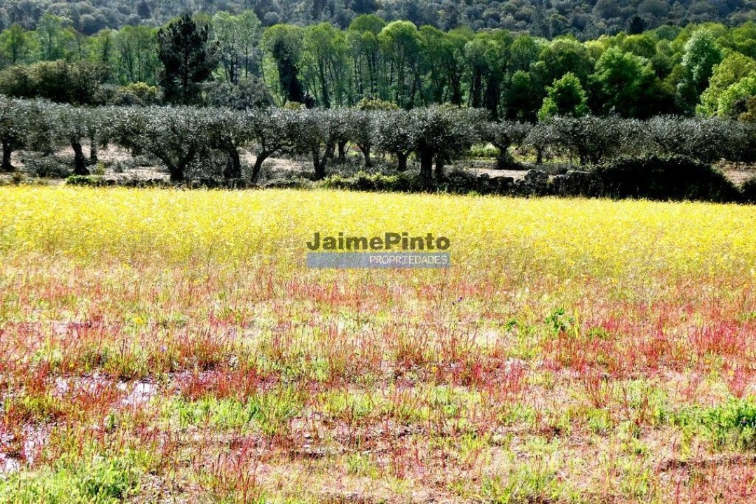 Terreno Misto para Venda em Lajeosa do Mondego Foto 6
