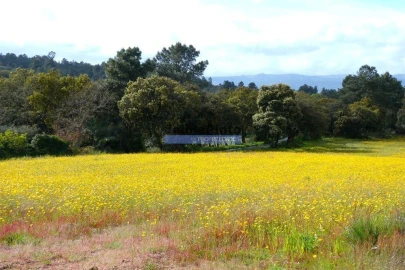 Terreno Misto para Venda em Lajeosa do Mondego