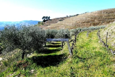 Terreno Agricola ou Rústico para Venda em Castanheiro do Norte e Ribalonga