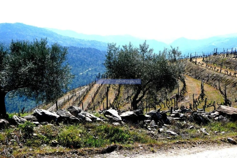 Terreno Agricola ou Rústico para Venda em Castanheiro do Norte e Ribalonga Foto 4
