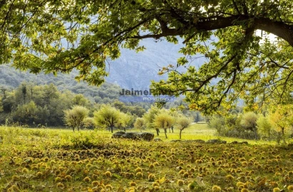 Prédio para Venda em Nossa Senhora da Conceição, São Pedro e São Dinis