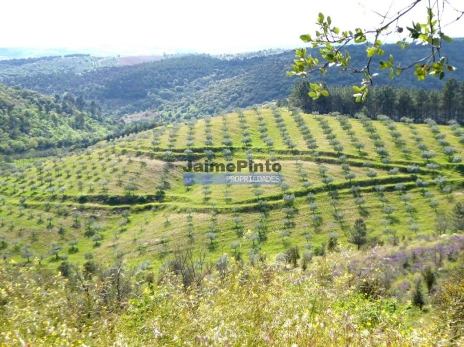 Prédio para Venda em Nossa Senhora da Conceição, São Pedro e São Dinis Foto 8