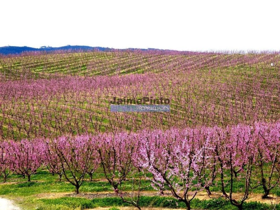 Prédio para Venda em Vila Flor e Nabo Foto 9