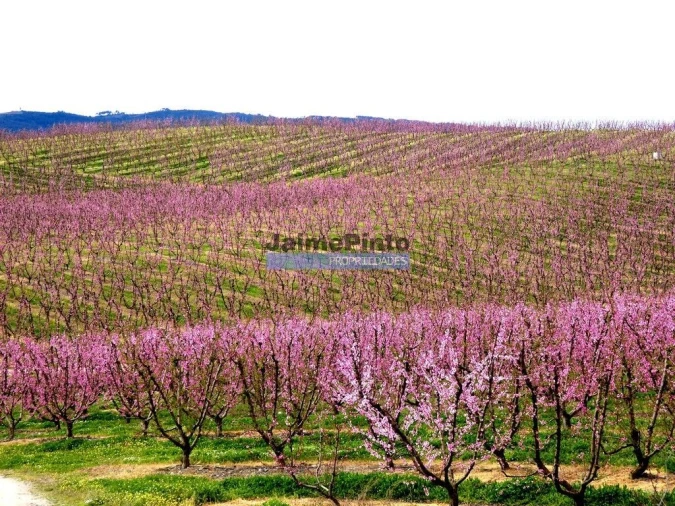 Prédio para Venda em Vila Flor e Nabo Foto 9