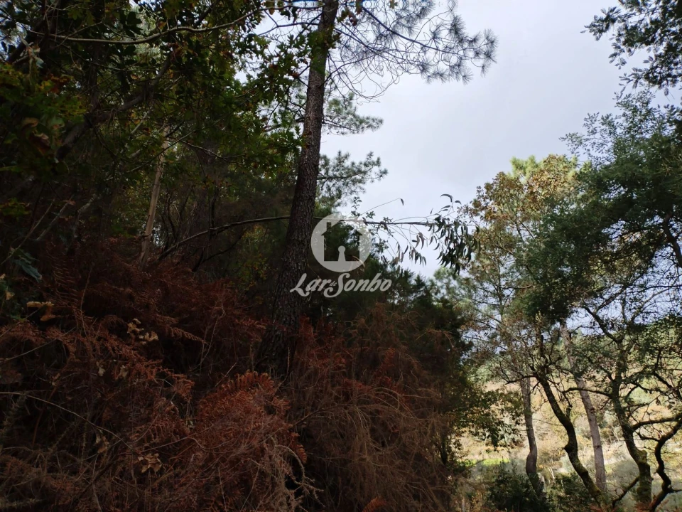 Terreno Agricola ou Rústico para Venda em Vilar da Veiga Foto 3