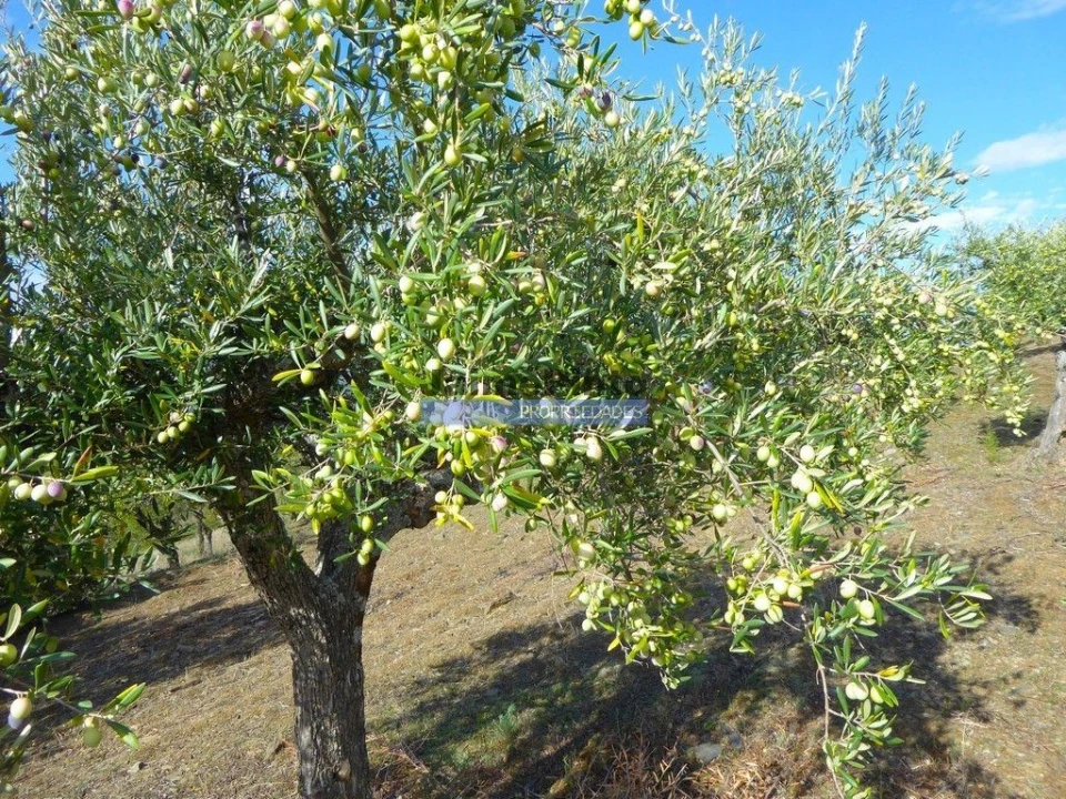 Terreno Agricola ou Rústico para Venda em Escalhão Foto 6