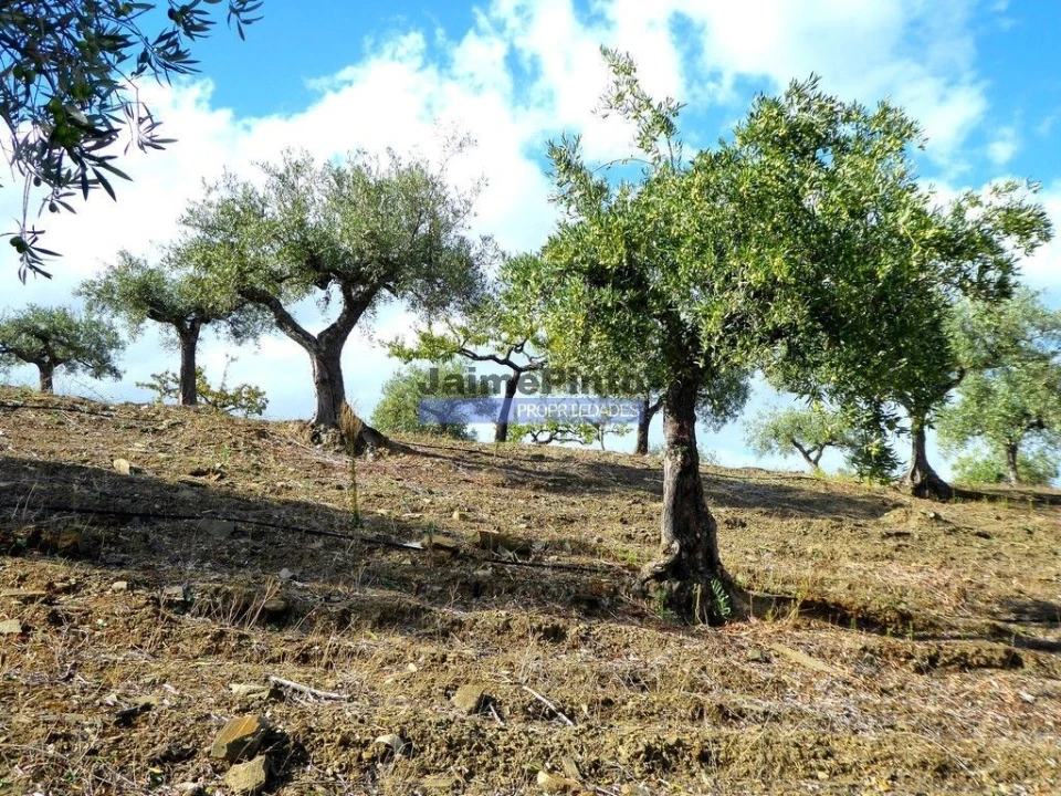 Terreno Agricola ou Rústico para Venda em Escalhão Foto 2