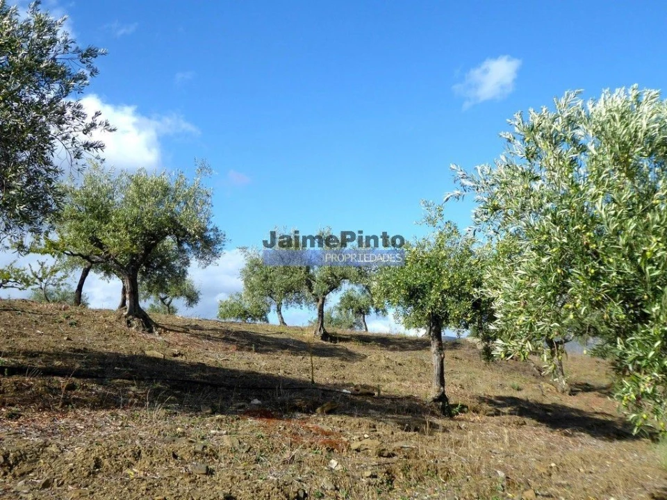 Terreno Agricola ou Rústico para Venda em Escalhão Foto 8