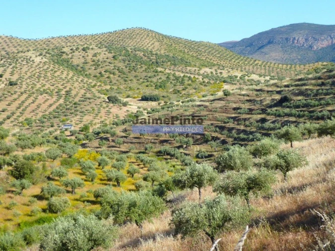 Terreno Agricola ou Rústico para Venda em Escalhão Foto 5