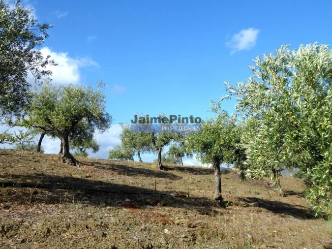 Terreno Agricola ou Rústico para Venda em Escalhão Foto 8