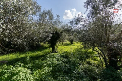 Terreno para Venda em São Mamede