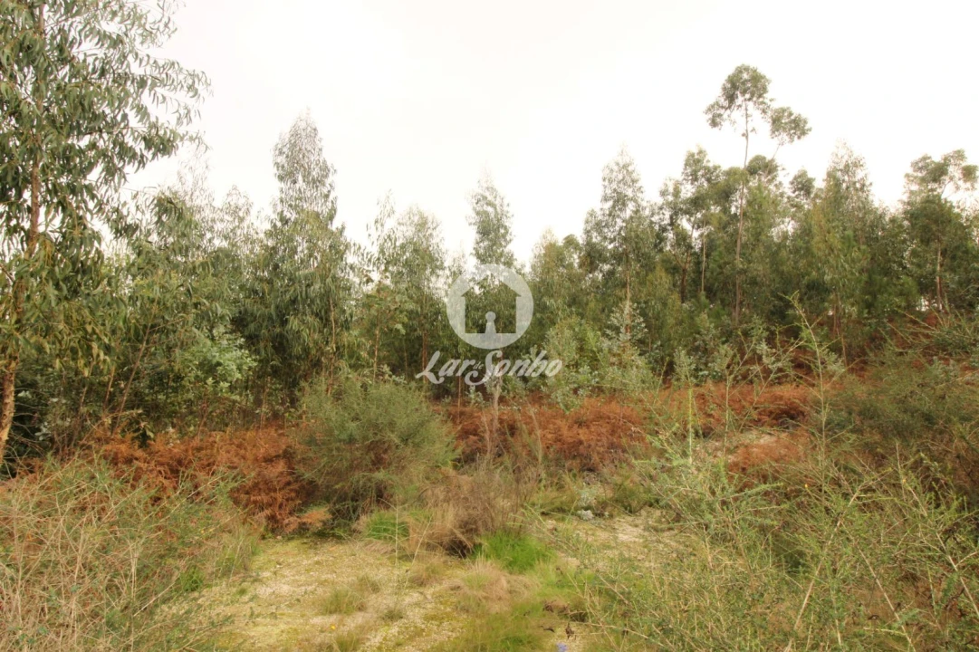 Terreno Agricola ou Rústico para Venda em São Gens Foto 6